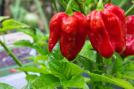 Habanero red savina