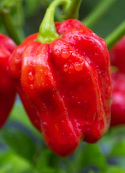 Habanero red savina