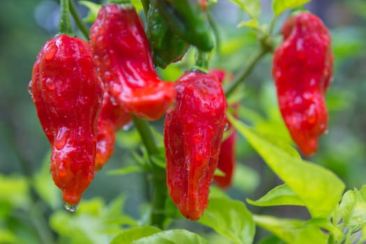 Chili Bhut Jolokia