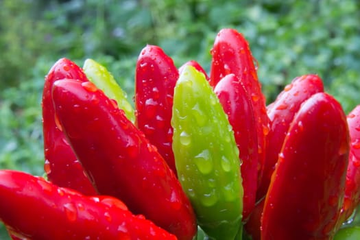 chili picante a mazetti