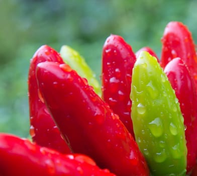 chili picante a mazetti
