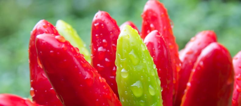chili picante a mazetti
