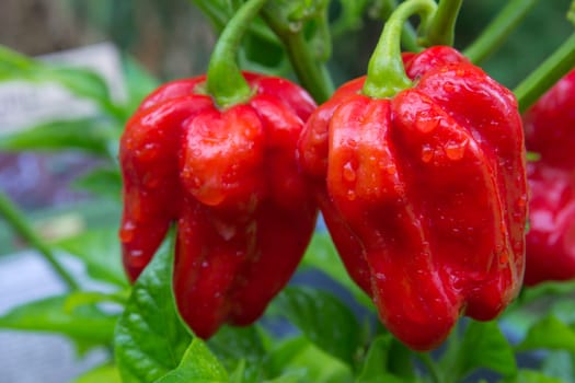 Habanero red savina