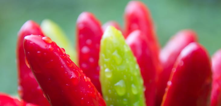 chili picante a mazetti