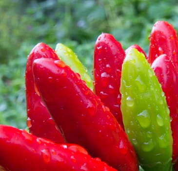 chili picante a mazetti