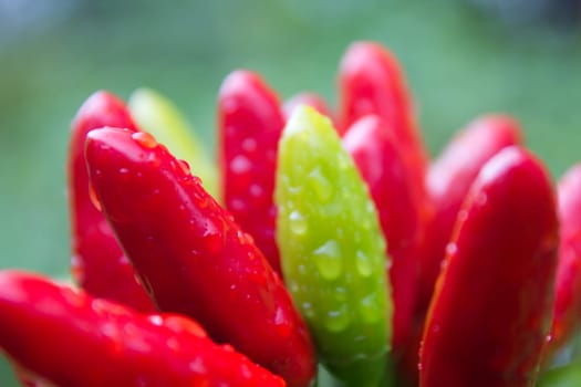 chili picante a mazetti