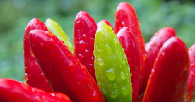 chili picante a mazetti
