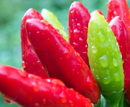 chili picante a mazetti