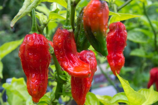 Chili Bhut Jolokia