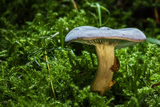 Mushrooms with a difference