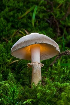 Mushrooms with a difference