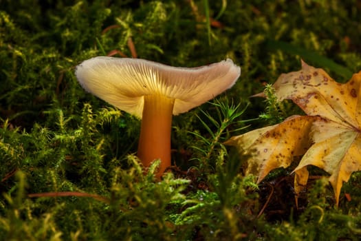 Mushrooms with a difference