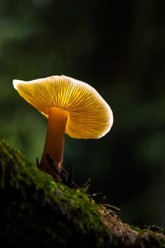 Mushrooms with a difference