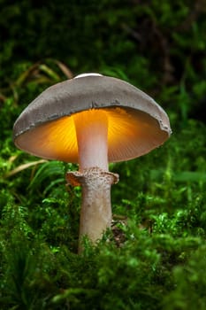 Mushrooms with a difference