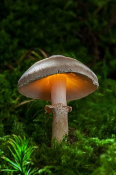 Mushrooms with a difference