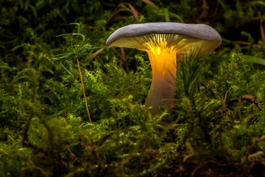 Mushrooms with a difference