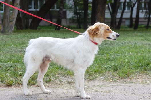 White fluffy dog walking in the park close up