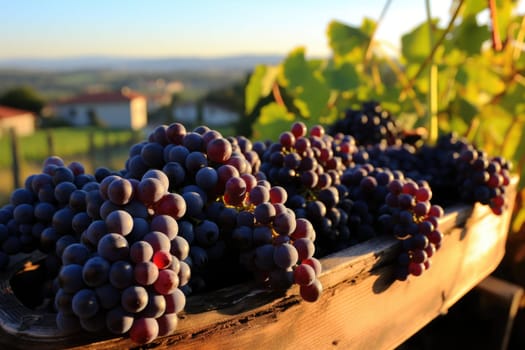 Branches of grapes in wooden boxes. Harvesting ripe grapes. Harvest.