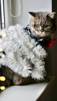 Scottish straight eared cat with glasses and red tie bow on New Year's holiday, celebrating Christmas. Pet sitting on the windowsill at home. Vertical