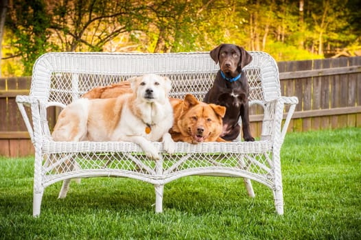 Dogs sitting outdoor and posing on wicker loveseat
