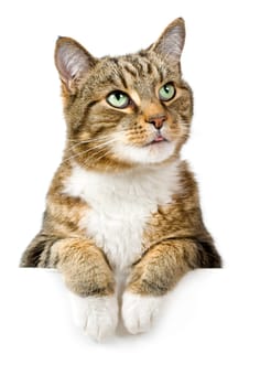 Cat looking up above white banner