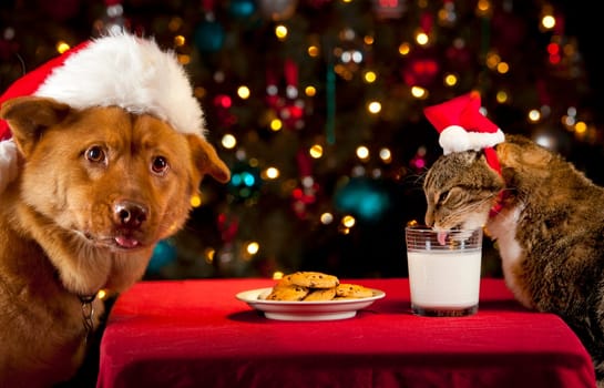 Cat and Dog eating and drinking Santa's cookies and milk.