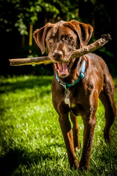 Dog carrying wood branch. Picture taken outdoor