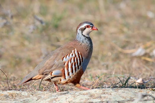 red legged partridge wild fleeing through the field in hunting season