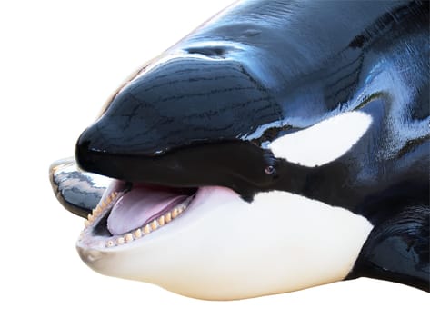 detail of the head of an Orca with the mouth open isolated with clipping path