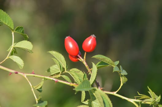 Healthy fruits