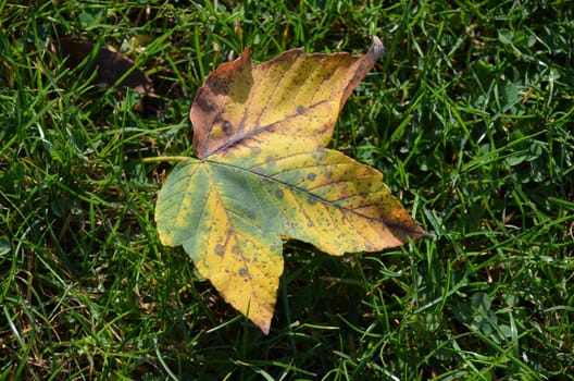 Autumn leaf