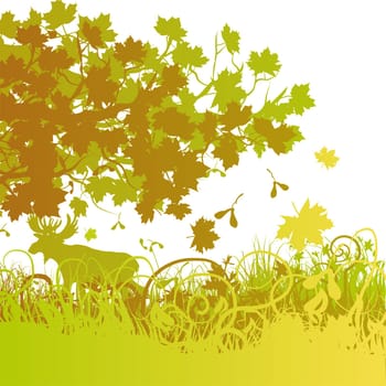 Deciduous forest,maple and moose