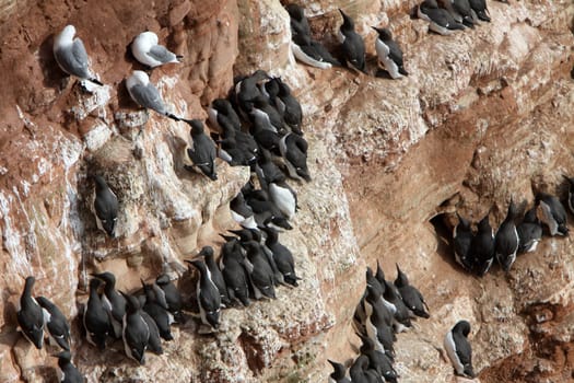 Guillemots on Heligoland