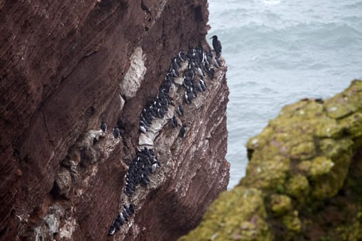 Guillemots on Heligoland