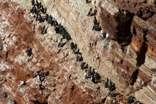 Guillemots on Heligoland