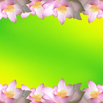 Pink water lily flower (lotus) and colorful background.