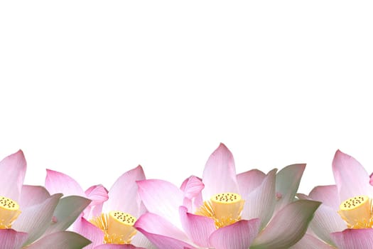Pink water lily flower (lotus) and colorful background.