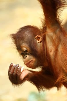 Young Orangutan II