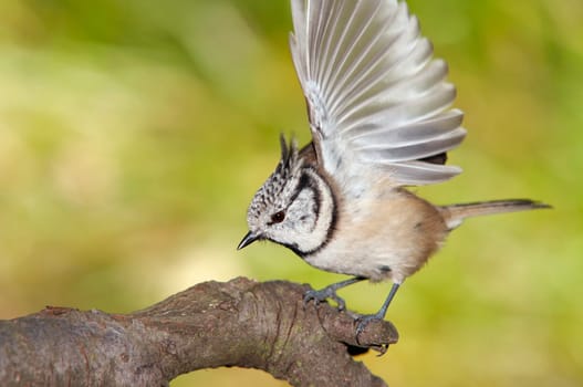 Detail of the crested tit - crested titmouse
