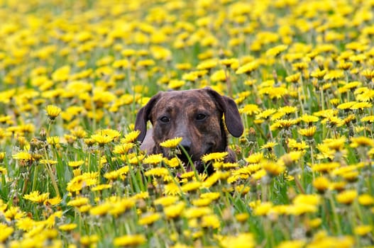 Shot of the dog in the meadow