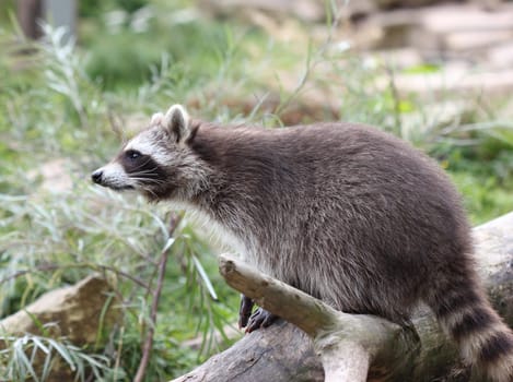 Young raccoon