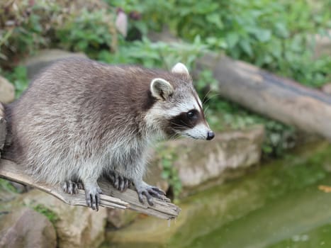 Young raccoon at the water