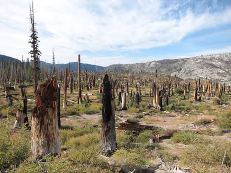 Dead trees after forest fire