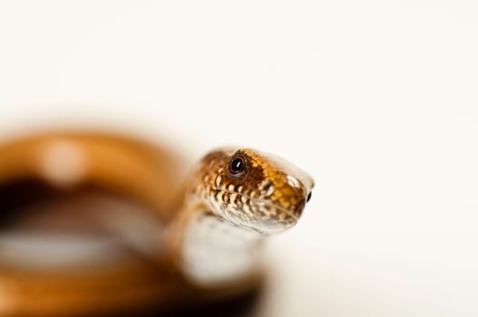 Young slow worm