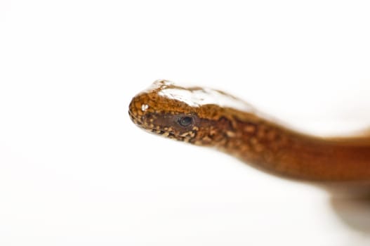 Young slow worm