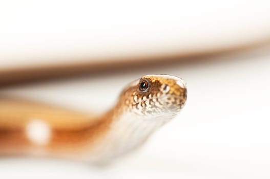 Young slow worm
