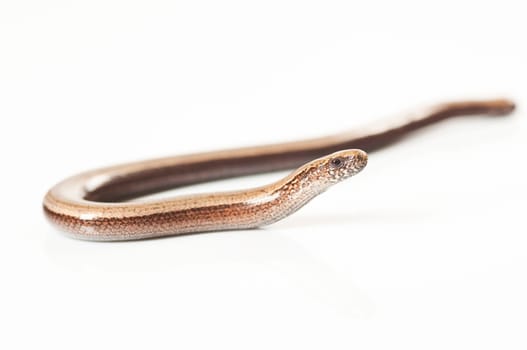 Young slow worm
