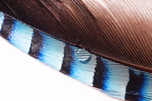 Close-up of a blue feather