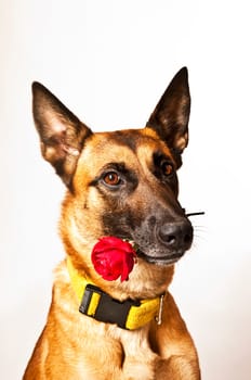 Malinois portrait against white background with red rose