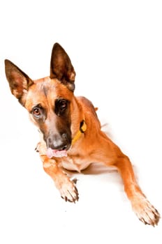 Malinois portrait against white background